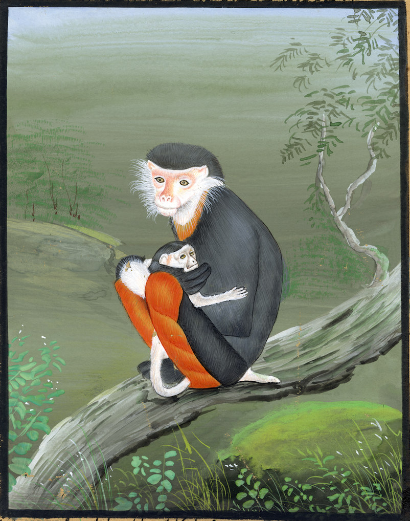 Baby Monkey's Safe Haven - Nakhrro