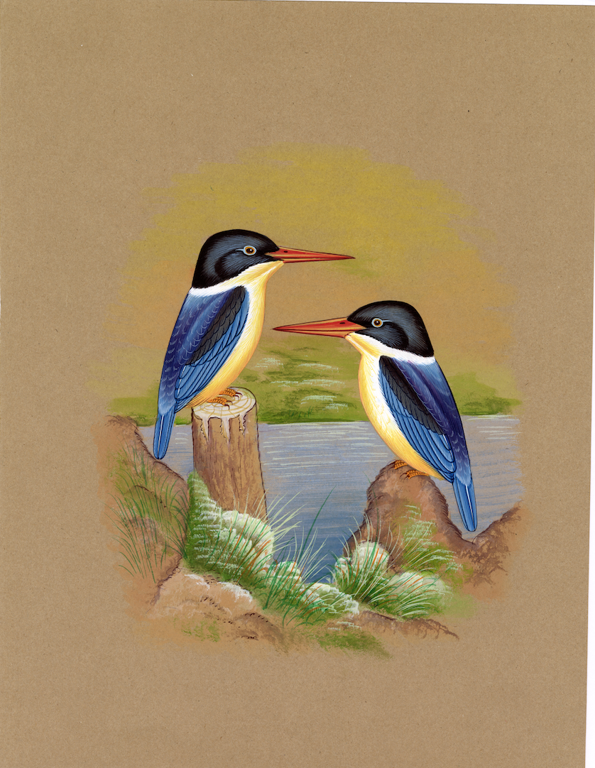 Kingfisher Bird - Nakhrro