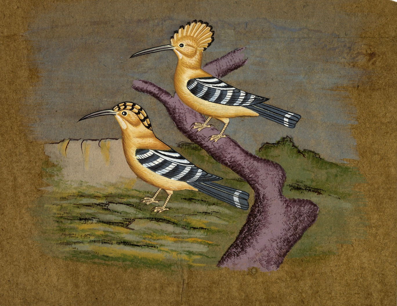 Hoopoe Bird - Nakhrro