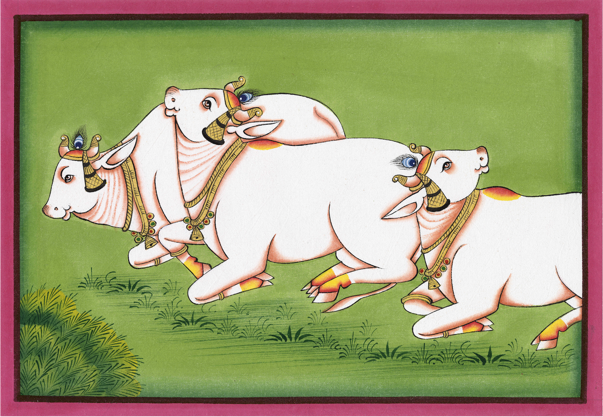 Family Of Kamdhenu Cow - Nakhrro