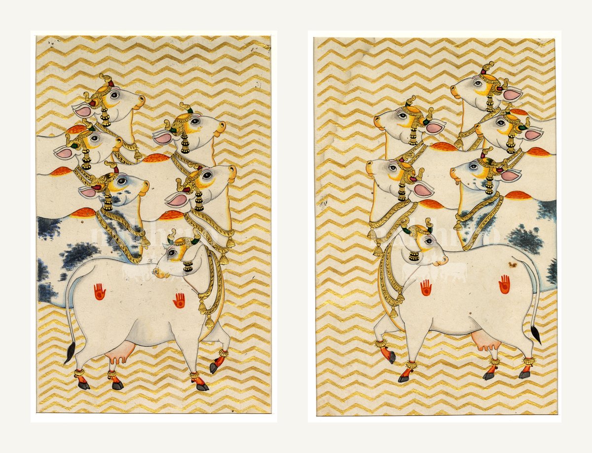 cow pair set | Nakhrro museum-grade archival print