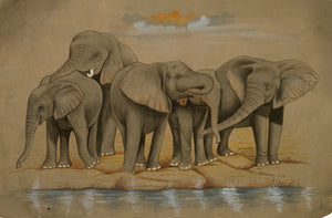 Joyful Elephant Bath - Nakhrro