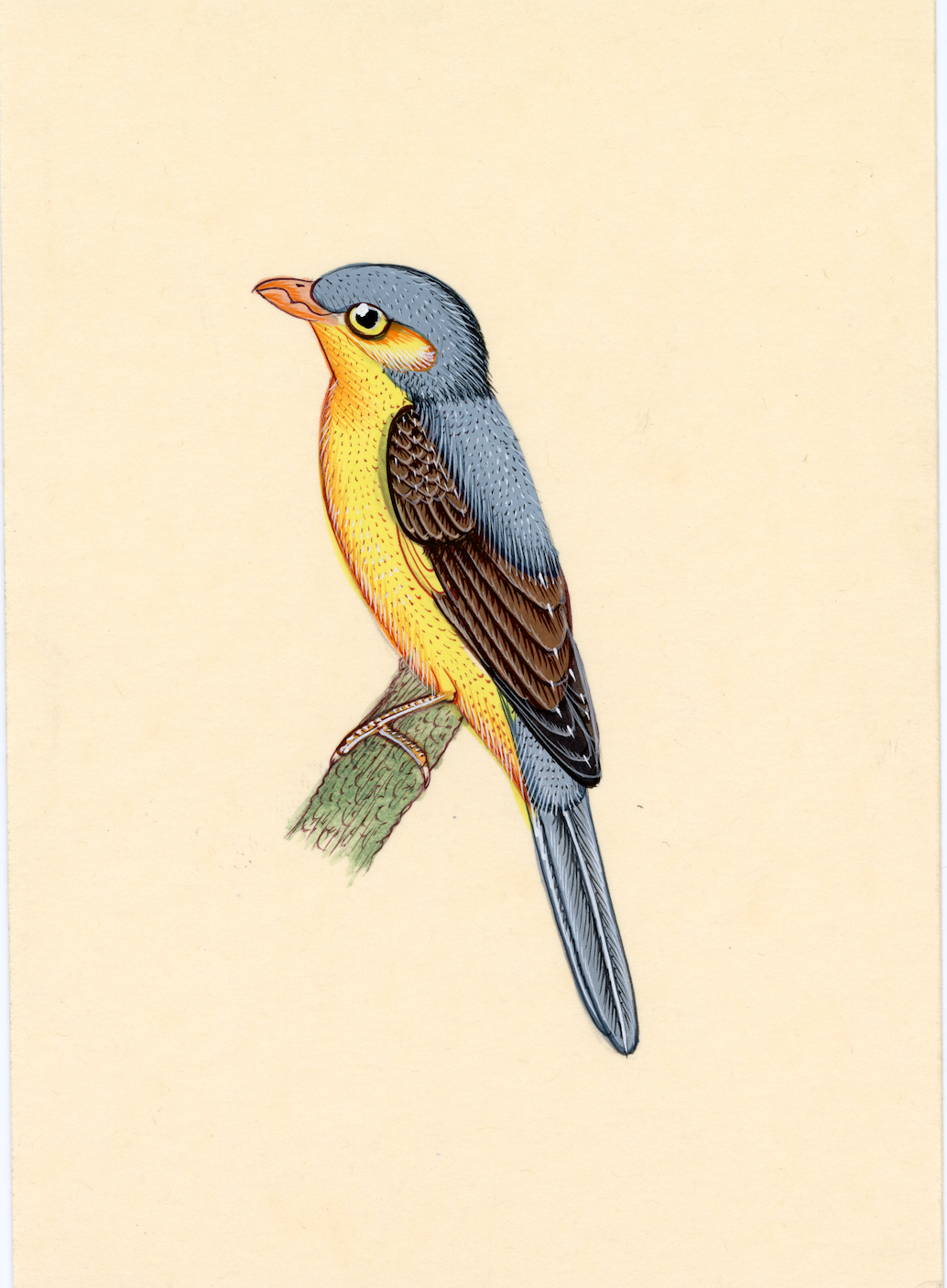 Bird Of Sariska - Nakhrro