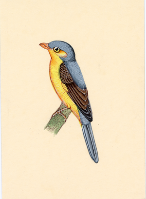 Bird Of Sariska - Nakhrro