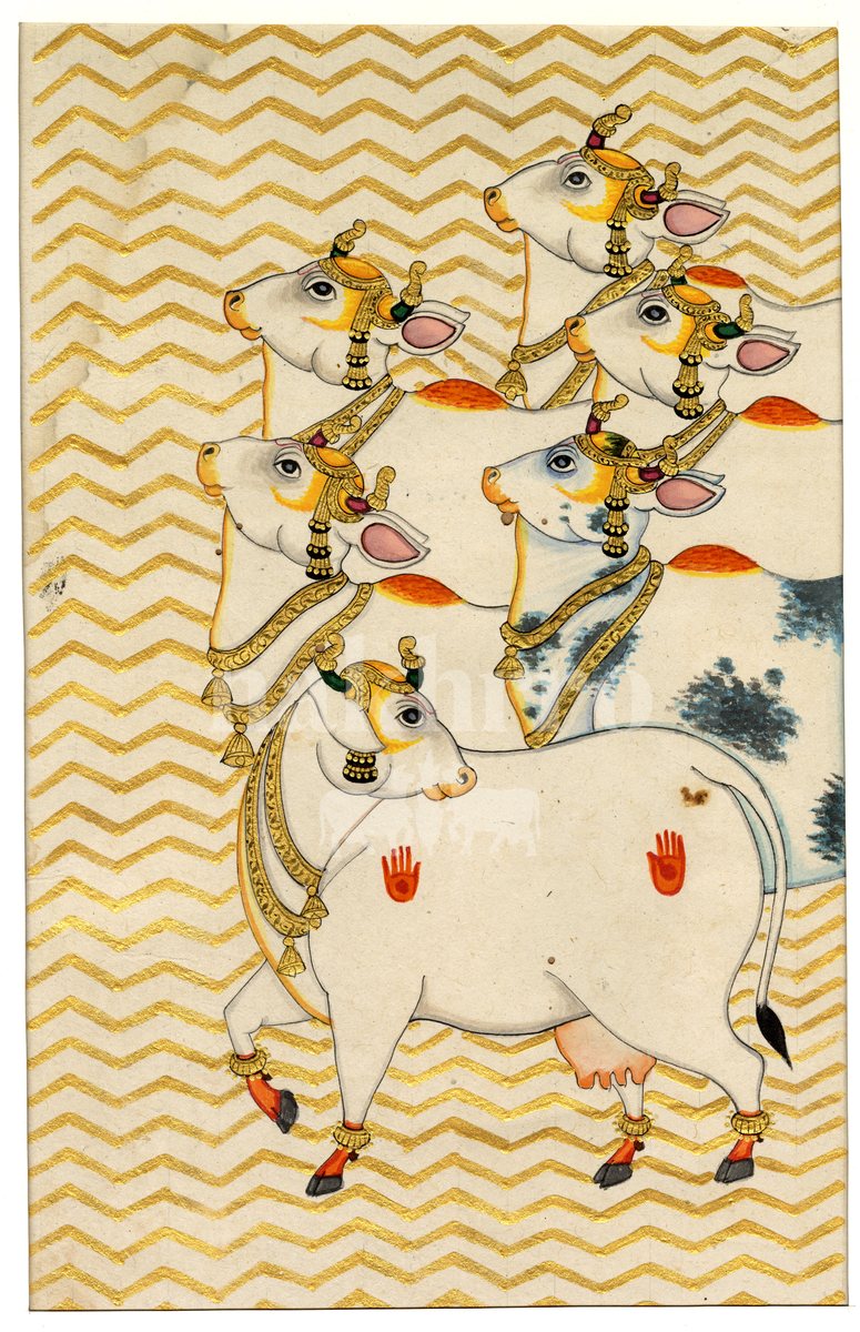 left facing sacred cows full | Nakhrro museum-grade archival print