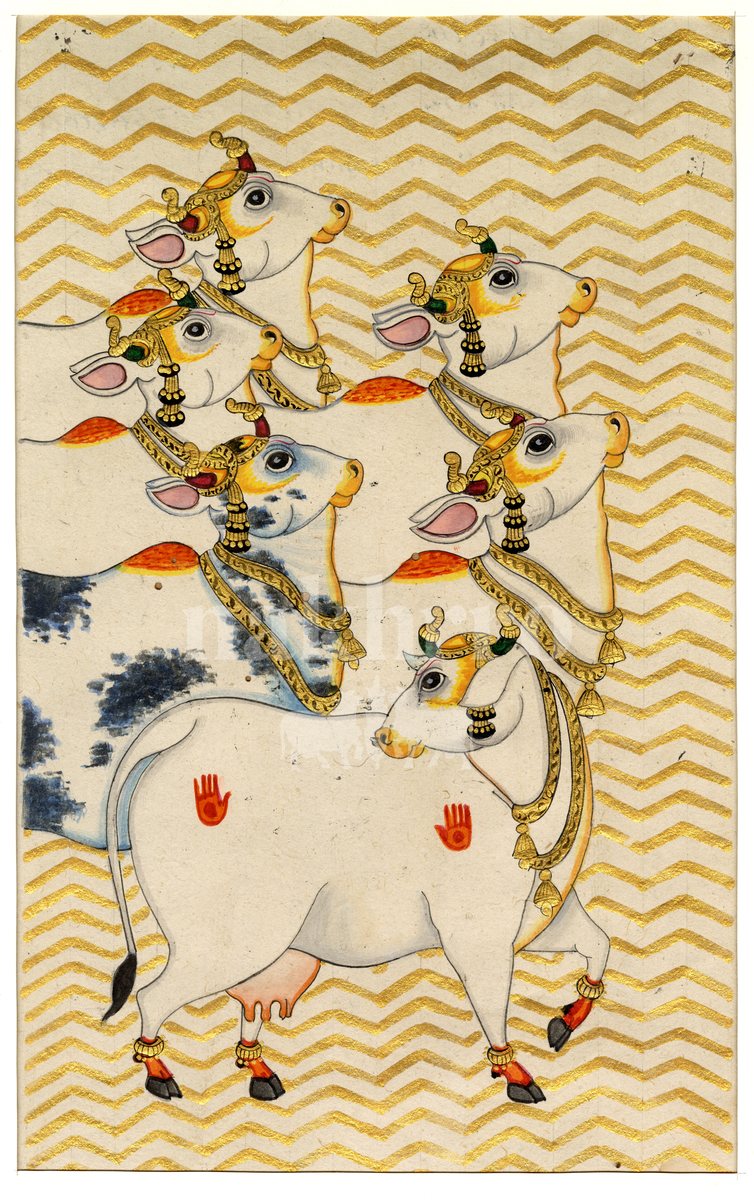 right facing sacred cows full | Nakhrro museum-grade archival print