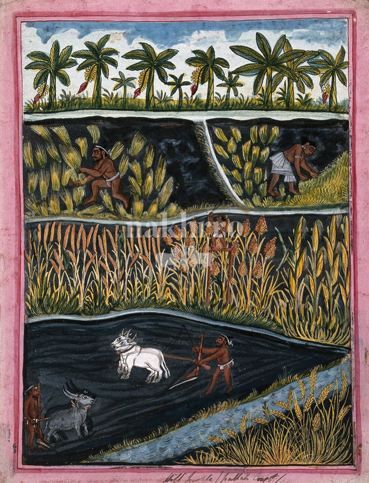 Rural Indian life across layered rice fields with farmers and animals
