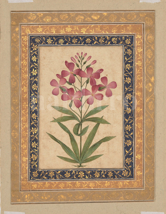 Mughal floral motifs botanical miniature artwork